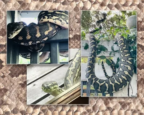 Accepting my Serpents in My Ceiling: An Evolution from Anxiety to Fascination